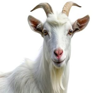 Goat