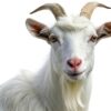 Goat