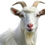 Goat