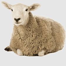 Sheep