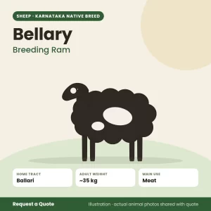 Bellary sheep - Breeding Ram (illustration)