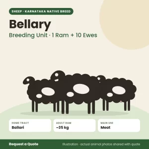 Bellary sheep - Breeding Unit · 1 Ram + 10 Ewes (illustration)