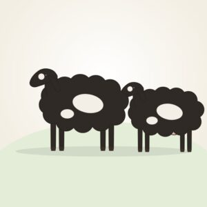 Bellary Sheep