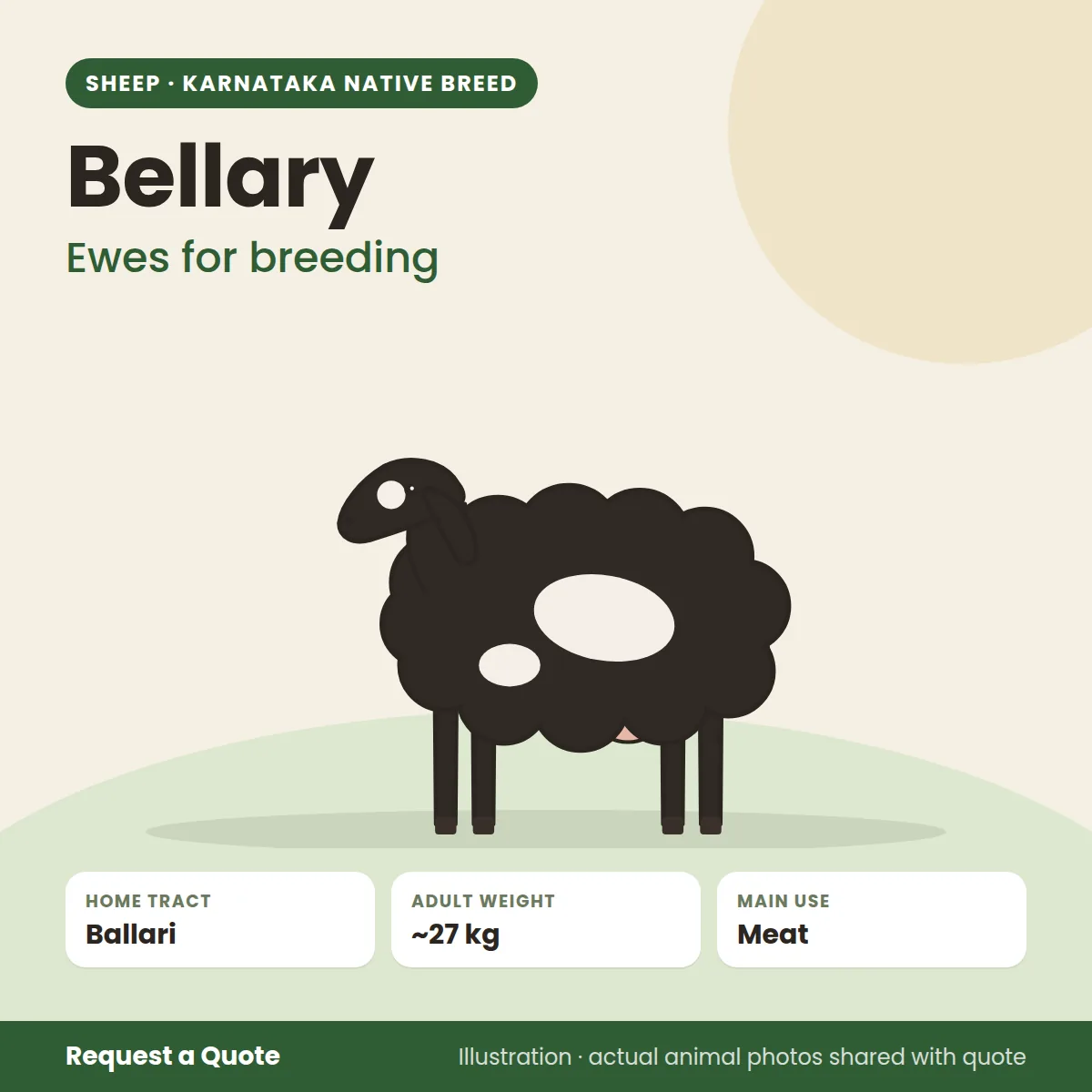 Bellary sheep - Ewes for breeding (illustration)