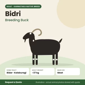 Bidri goat - Breeding Buck (illustration)