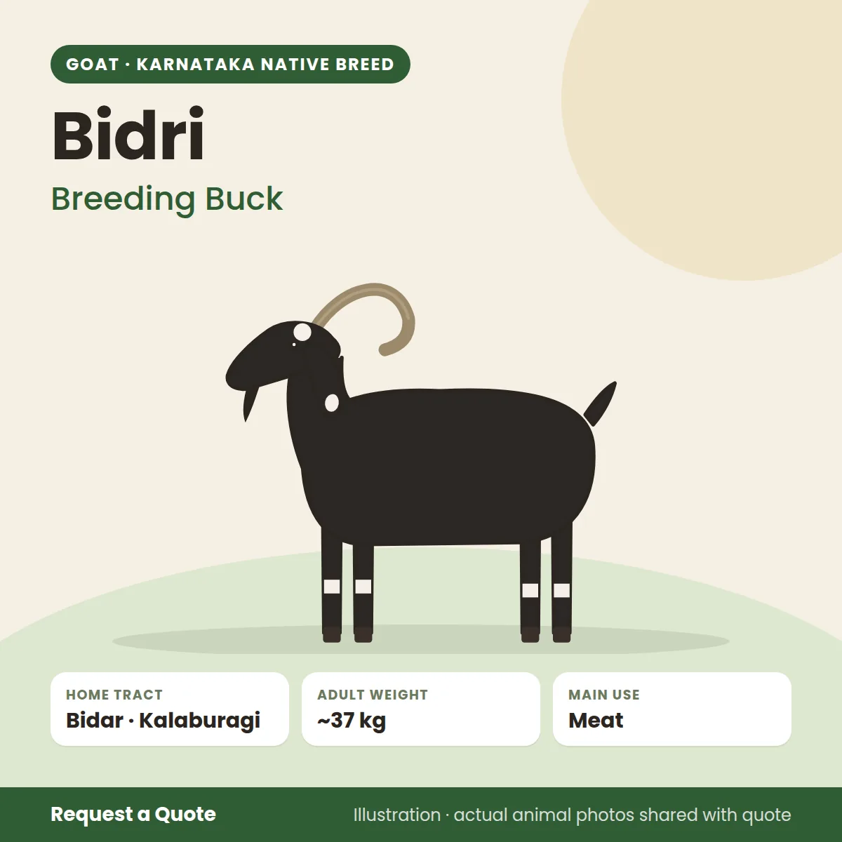 Bidri goat - Breeding Buck (illustration)