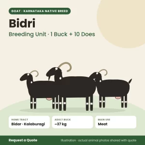 Bidri goat - Breeding Unit · 1 Buck + 10 Does (illustration)