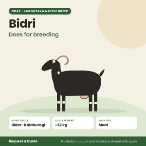 Bidri goat - Does for breeding (illustration)