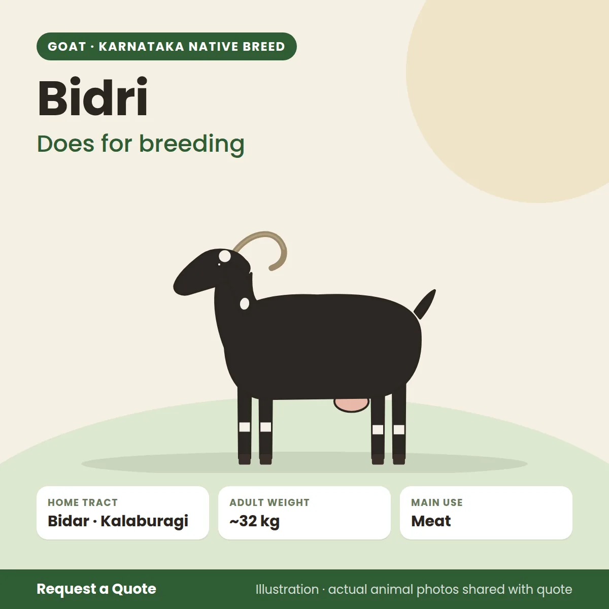 Bidri goat - Does for breeding (illustration)