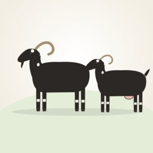 Bidri Goats
