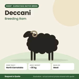 Deccani sheep - Breeding Ram (illustration)