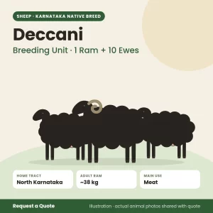 Deccani sheep - Breeding Unit · 1 Ram + 10 Ewes (illustration)
