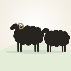 Deccani Sheep