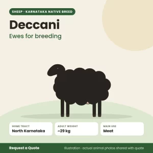 Deccani sheep - Ewes for breeding (illustration)