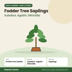Fodder Tree Saplings (Subabul, Agathi, Gliricidia) for goat and sheep farms