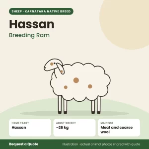 Hassan sheep - Breeding Ram (illustration)