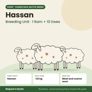 Hassan sheep - Breeding Unit · 1 Ram + 10 Ewes (illustration)