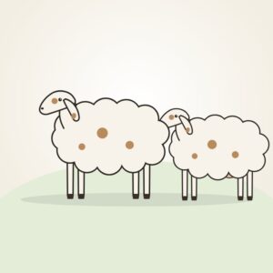 Hassan Sheep