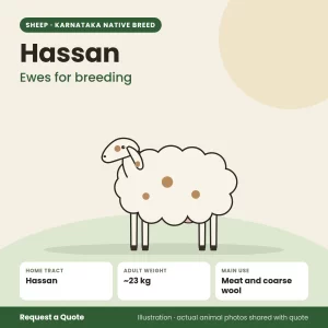 Hassan sheep - Ewes for breeding (illustration)