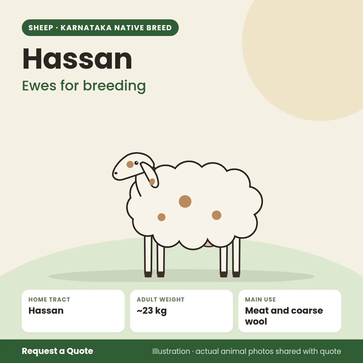 Hassan sheep - Ewes for breeding (illustration)