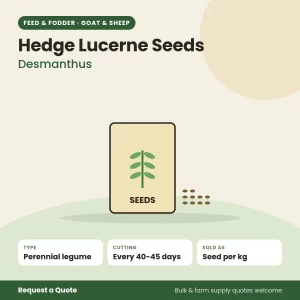 Hedge Lucerne (Desmanthus) Seeds for goat and sheep farms