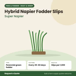 Hybrid Napier (Super Napier) Fodder Slips for goat and sheep farms
