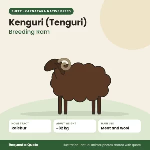Kenguri (Tenguri) sheep - Breeding Ram (illustration)