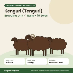 Kenguri (Tenguri) sheep - Breeding Unit · 1 Ram + 10 Ewes (illustration)