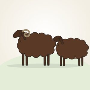 Kenguri (Tenguri) Sheep
