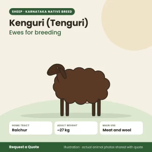 Kenguri (Tenguri) sheep - Ewes for breeding (illustration)