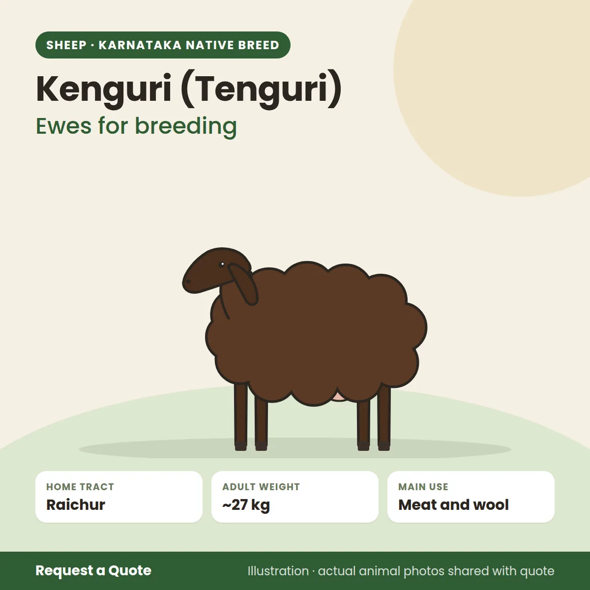 Kenguri (Tenguri) sheep - Ewes for breeding (illustration)
