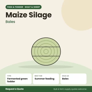 Maize Silage (Bales) for goat and sheep farms