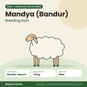 Mandya (Bandur) sheep - Breeding Ram (illustration)