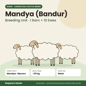 Mandya (Bandur) sheep - Breeding Unit · 1 Ram + 10 Ewes (illustration)