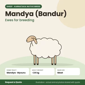 Mandya (Bandur) sheep - Ewes for breeding (illustration)