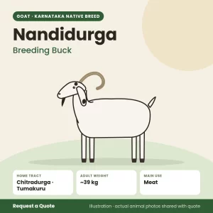 Nandidurga goat - Breeding Buck (illustration)