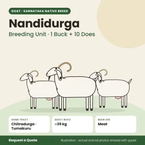 Nandidurga goat - Breeding Unit · 1 Buck + 10 Does (illustration)