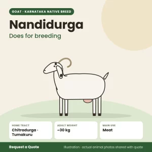 Nandidurga goat - Does for breeding (illustration)